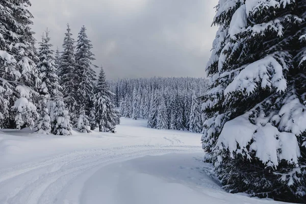 Een Winterlandschap Met Dennenbos Bergen Met Een Zeer Grote Laag — Stockfoto