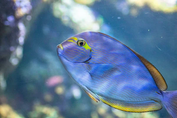Tropisk Fisk Simmar Ett Akvarium — Stockfoto
