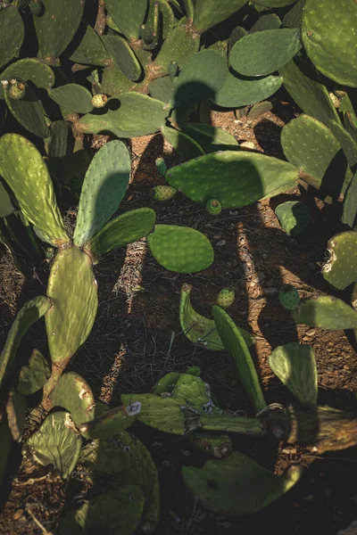 Primer Plano Encantador Nopal Opuntia Floreciente Rayos Sol —  Fotos de Stock