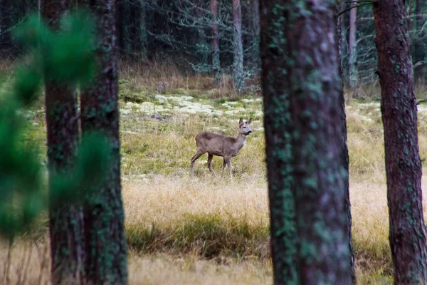 昼間は森の中の鹿 — ストック写真