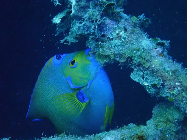 Крупним Планом Королеви Ангели Holacanthus Looparis Під Морем — стокове фото