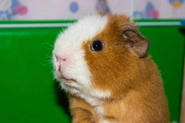 Eine Nahaufnahme Eines Niedlichen Meerschweinchens Auf Grünem Hintergrund — Stockfoto