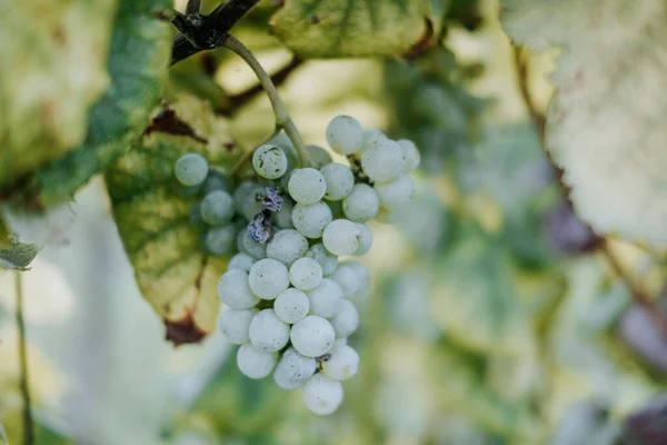 Una Vista Panorámica Uvas Frescas Viñedo Sobre Fondo Borroso — Foto de Stock