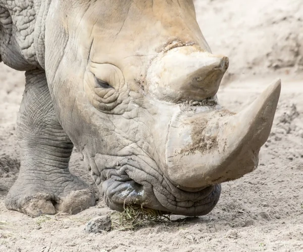 Rhinocéros Dans Zoo — Photo