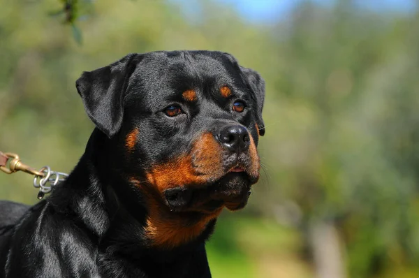 Närbild Renrasig Rottweiler Utomhus — Stockfoto