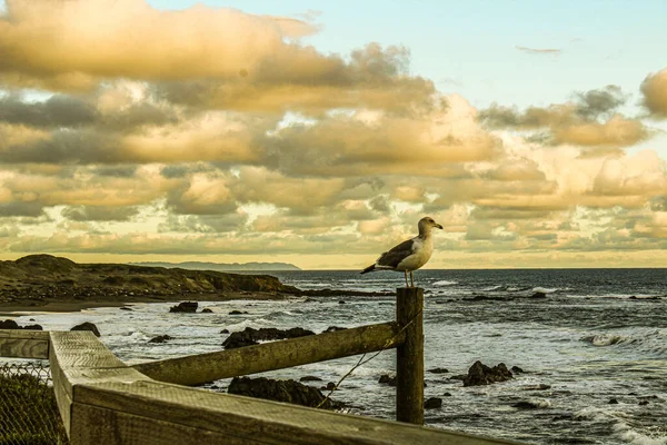구름낀 하늘을 배경으로 바닷물을 갈매기 — 스톡 사진