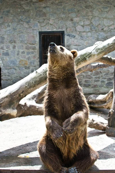 Tiro Vertical Urso Marrom Chão Zoológico — Fotografia de Stock