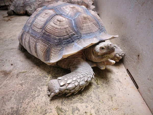 거북이의 클로즈업 — 스톡 사진