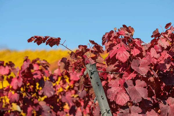 Foco Suave Folhas Vermelhas Videiras Uma Vinha Dia Ensolarado — Fotografia de Stock