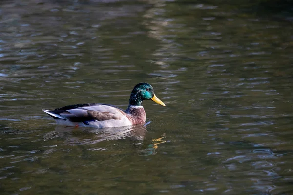 一只绿色的野鸭在池塘里游泳 — 图库照片