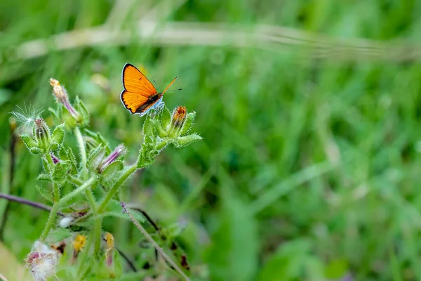 Eine Nahaufnahme Eines Knappen Kupfers Auf Pflanzen Auf Einem Feld — Stockfoto