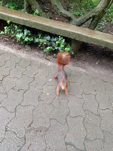 Closeup Squirrel Crossing Footpath — Stock Photo, Image