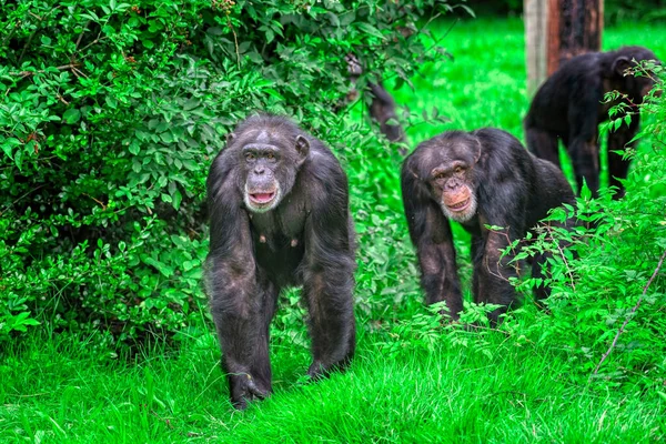 Крупним Планом Шимпанзе Зоопарку Вкритому Зеленню — стокове фото