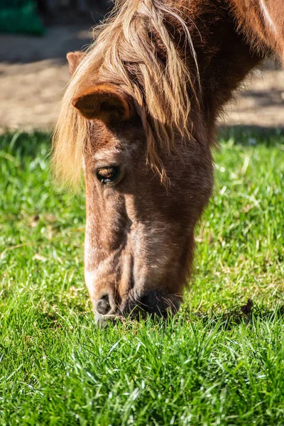 Fecho Vertical Pasto Cavalo Gengibre — Fotografia de Stock