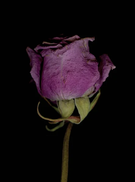 Gros Plan Une Rose Douce Sèche Sur Fond Noir — Photo