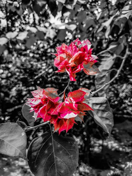 Enfoque Selectivo Flores Buganvillas Rojas Jardín Sobre Fondo Borroso — Foto de Stock