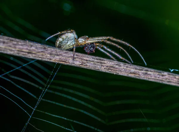 在白天 一只令人生畏的蜘蛛爬在自然界的树枝上的特写镜头 — 图库照片