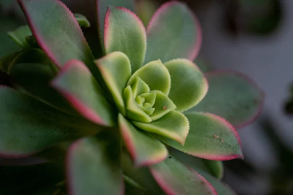 Gros Plan Echeveria Gilva Avec Ses Feuilles Vertes — Photo