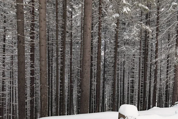 Een Dennenbos Bedekt Met Sneeuw Ijzige Winter — Stockfoto