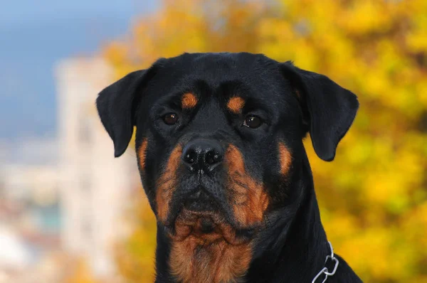 Una Hermosa Toma Perro Rottweiler Pura Raza Aire Libre Durante — Foto de Stock