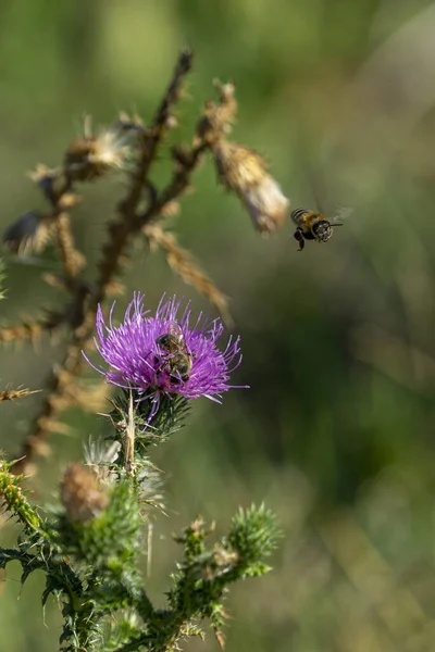 Vertical Shot Bee Flying Thistle Meadow Sunlight — Stock Photo, Image