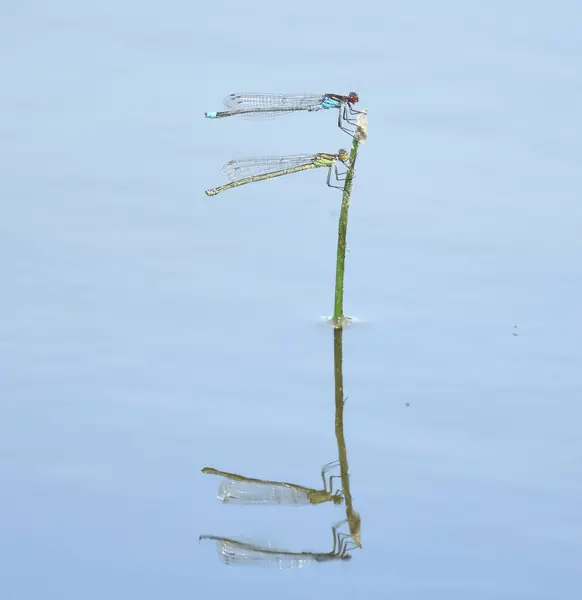 Yüzeyinde Yansıması Olan Iki Narin Kızböceğinin Makro Çekimi — Stok fotoğraf