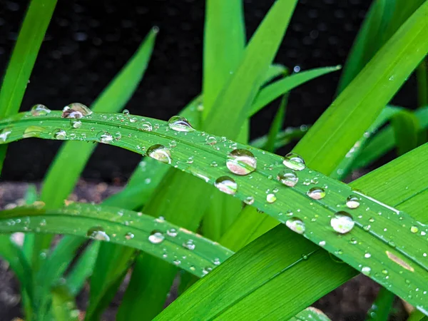 草の上に水滴がついていて — ストック写真