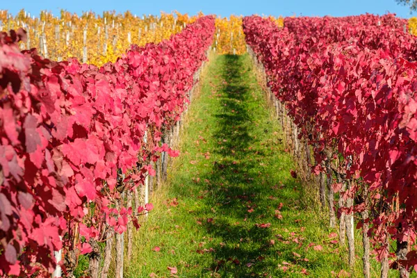 Malownicza Winnica Rzędami Winorośli Czerwonymi Żółtymi Liśćmi Jesienią — Zdjęcie stockowe