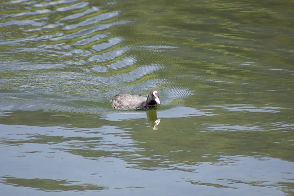 Domowa Kaczka Pływająca Jeziorze Parku Dzień — Zdjęcie stockowe