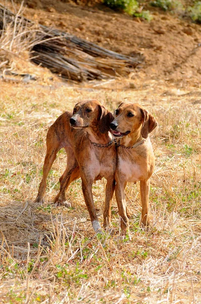 Disparo Vertical Perros Segugio Maremmano Perro Caza Italiano — Foto de Stock