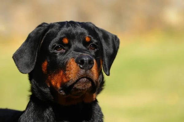 Een Portret Van Een Zwarte Rasechte Rottweiler Hond — Stockfoto