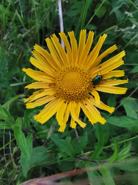 Eine Nahaufnahme Eines Käfers Auf Einer Gelben Blume — Stockfoto