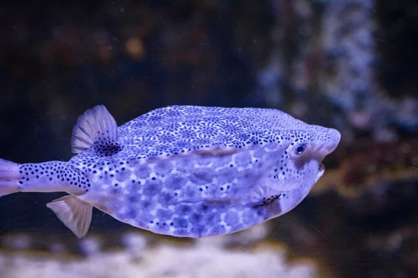 Poisson Tropical Nageant Dans Aquarium — Photo