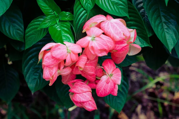 Krásný Detailní Záběr Růžové Květinové Rostliny Mussaenda Philippica — Stock fotografie