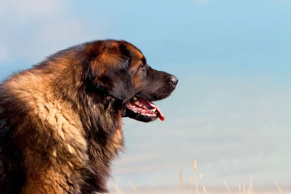 Closeup Leonberger Dog Outdoors — Stock Photo, Image