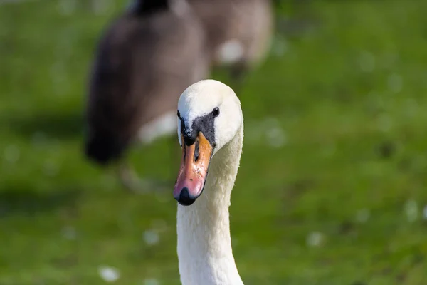 Closeup Shot White Swan — Stock Photo, Image