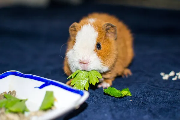 Eine Nahaufnahme Eines Niedlichen Meerschweinchens Das Salat Auf Blauem Hintergrund — Stockfoto