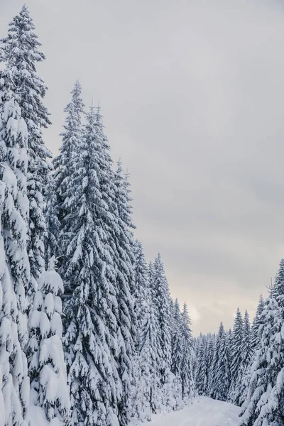 Téli Táj Fenyőerdővel Hegyekben Nagyon Nagy Hóréteggel — Stock Fotó