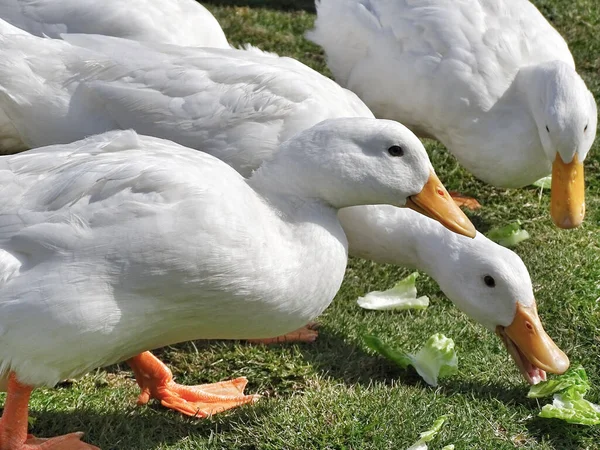 在农场里吃生菜的鸭子的特写镜头 — 图库照片