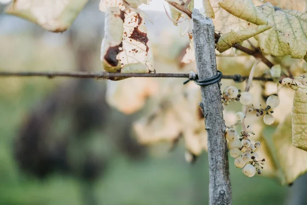 Une Vue Panoramique Raisins Frais Dans Vignoble Sur Fond Flou — Photo