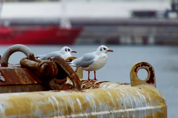 Primer Plano Una Gaviota Junto Mar — Foto de Stock