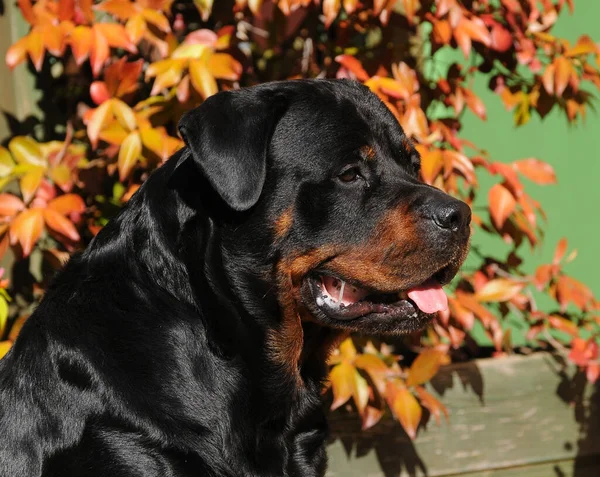 Bahçede Siyah Safkan Bir Rottweiler Köpeği — Stok fotoğraf