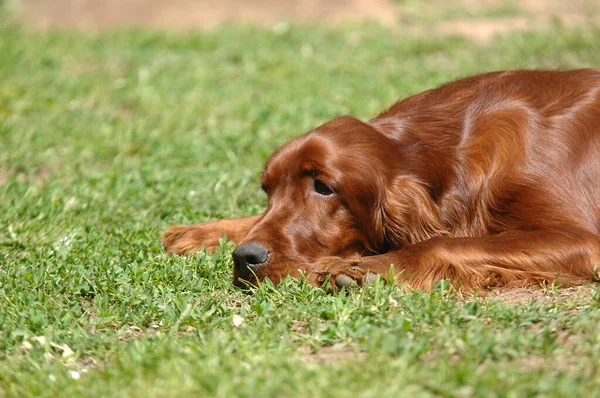 Ein Irischer Setter Oder Roter Setter Hund Auf Einem Feld — Stockfoto