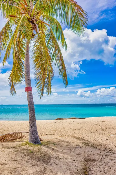 Beautiful Palm Trees Grown Beach — Stock Photo, Image
