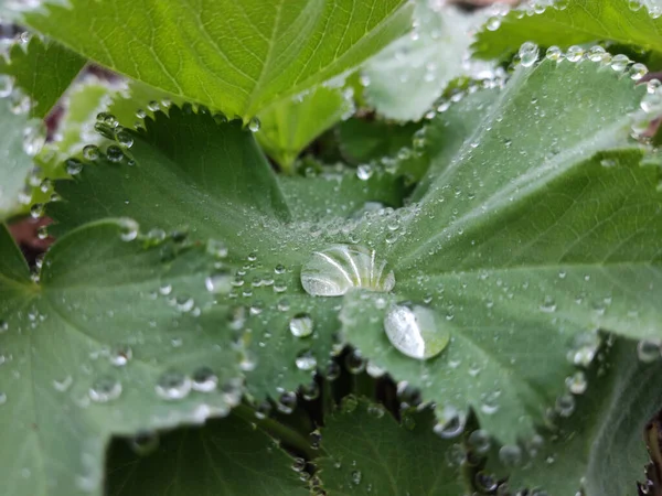 Eine Nahaufnahme Von Grünen Blättern Die Mit Wassertropfen Bedeckt Sind — Stockfoto