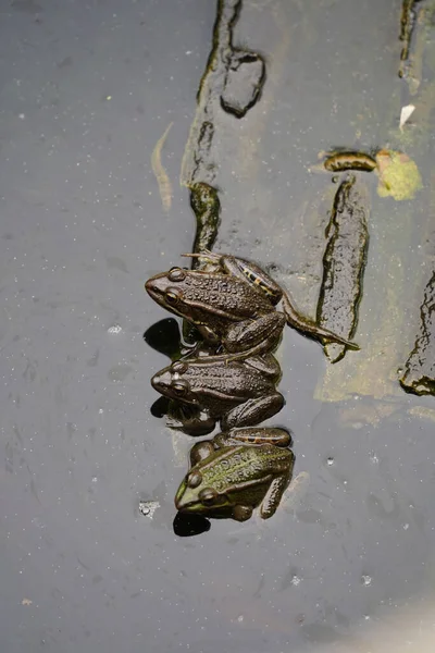 흙탕물 연못에 개구리 — 스톡 사진