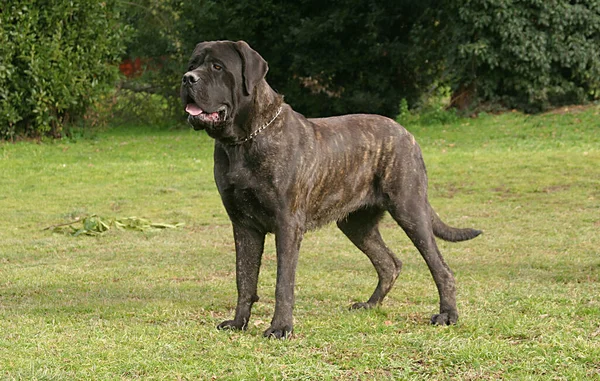 Belo Tiro Cão Mastim Livre Durante Dia — Fotografia de Stock