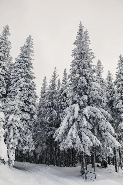 Pine Forest Covered Snow Frosty Winter — Stock Photo, Image
