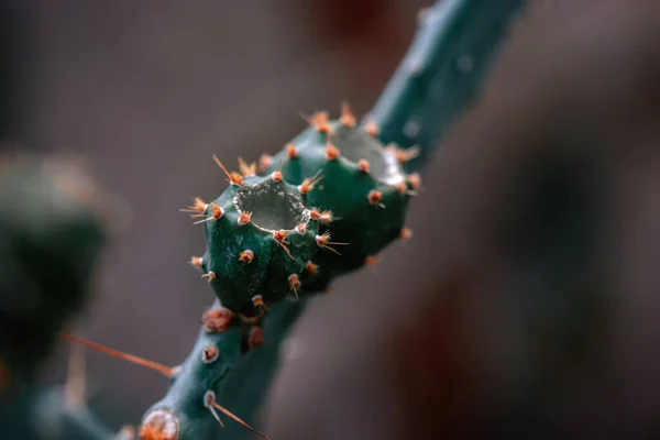 Bulanık Arka Planda Kaktüs Dikenlerinin Yakın Plan Çekimi — Stok fotoğraf