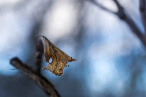Selective Focus Dried Leaf Tree Branch Blurry Background — Stock Photo, Image